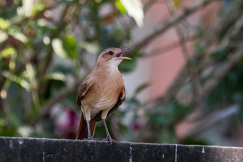 Rufous Hornero, Hotel Pantanal Norte, Porto Jofre, Brazil