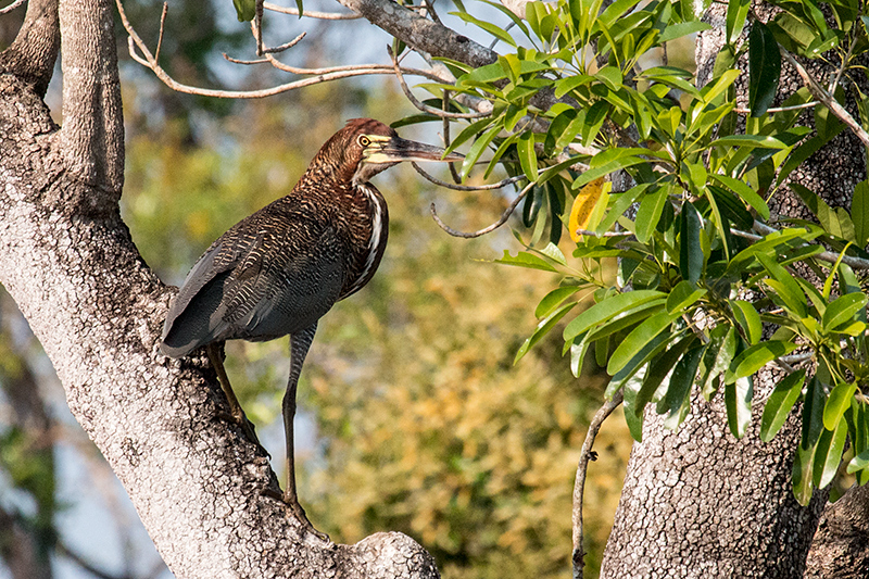 Rufescent Tiger-Heron, Piuval Lodge, Brazil 