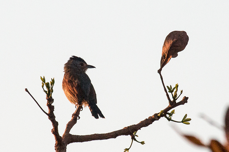 Rufous-winged Antshrike, gua Fria Dirt Road, Brazil