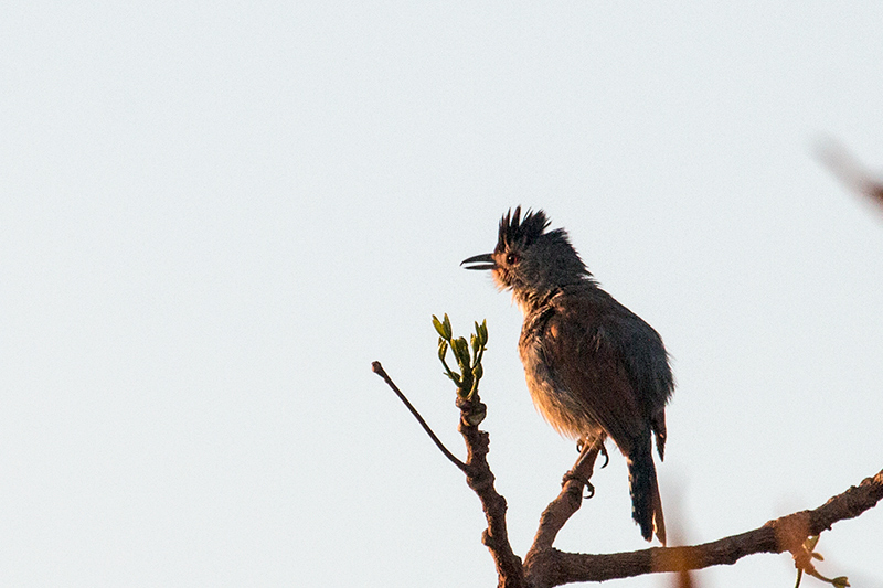 Rufous-winged Antshrike, gua Fria Dirt Road, Brazil