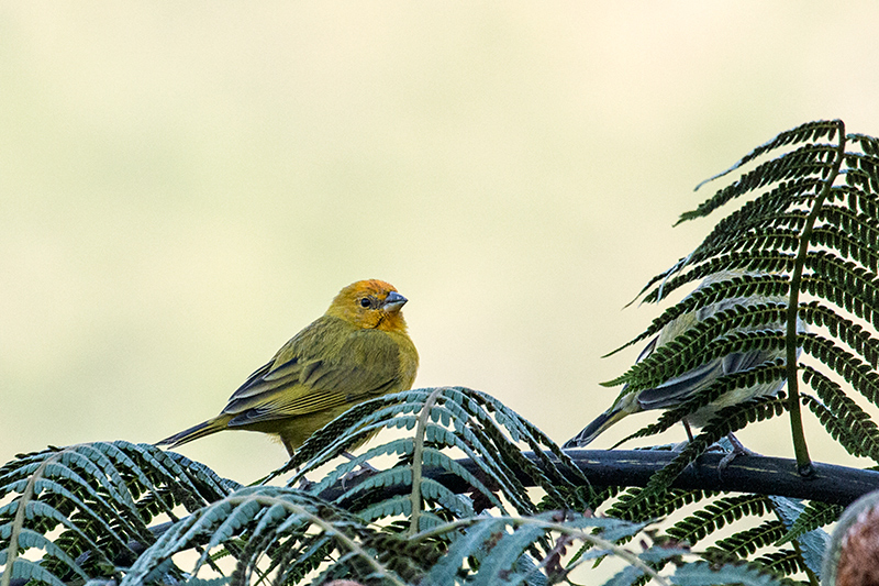 Saffron Finch, Hotel do Ype,  Parque Nacional do Itatiaia, Brazil