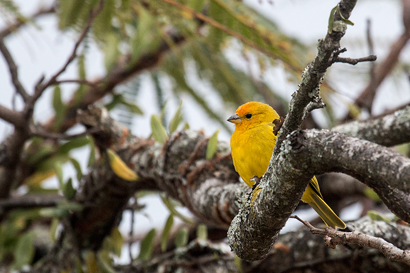 Saffron Finch, Ubatuba, Brazil