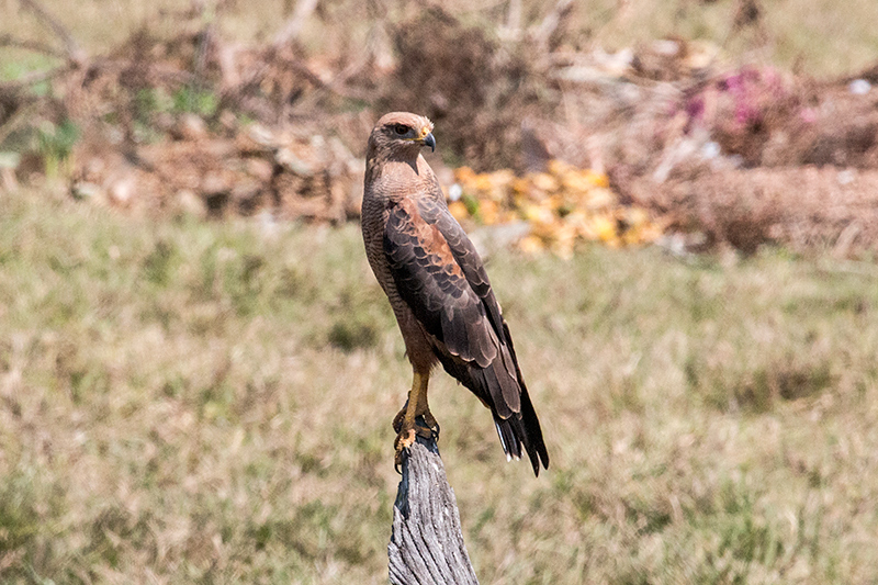 Savanna Hawk, Piuval Lodge, Brazil