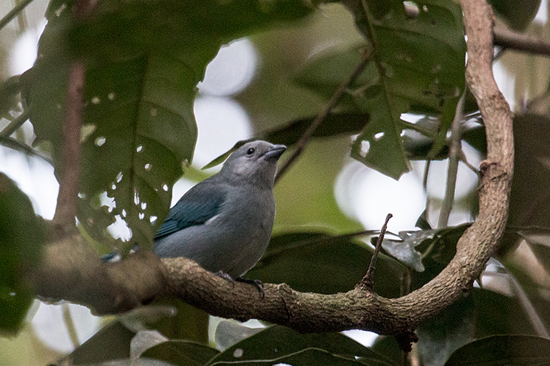 Sayaca Tanager, Foz do Iguau, Brazil