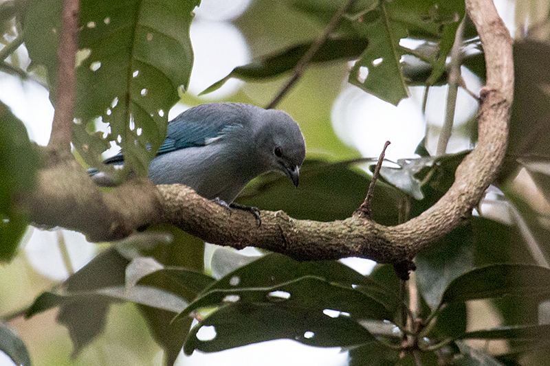 Sayaca Tanager, Foz do Iguau, Brazil