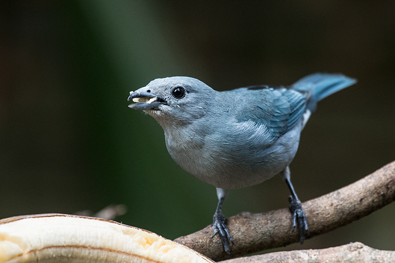 Sayaca Tanager, Jardin de los Picaflores, Puerto Iguaz, Argentina