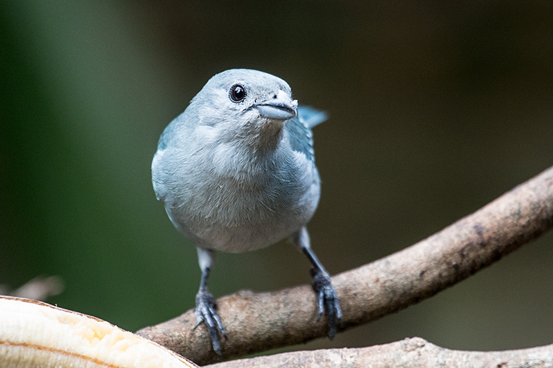 Sayaca Tanager, Jardin de los Picaflores, Puerto Iguaz, Argentina