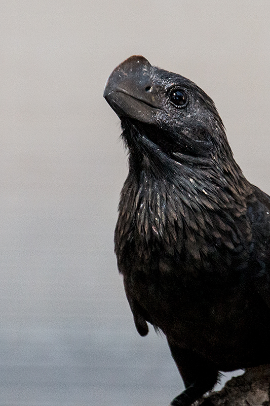 Smooth-billed Ani, Piuval Lodge, Brazil 