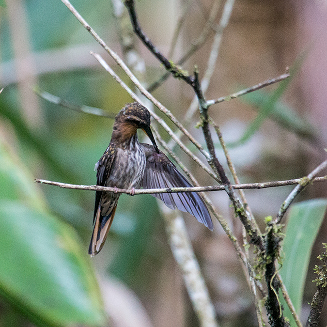 Saw-billed Hermit, Jonas's Feeders, Folha Seca Road, Ubatuba, Brazil