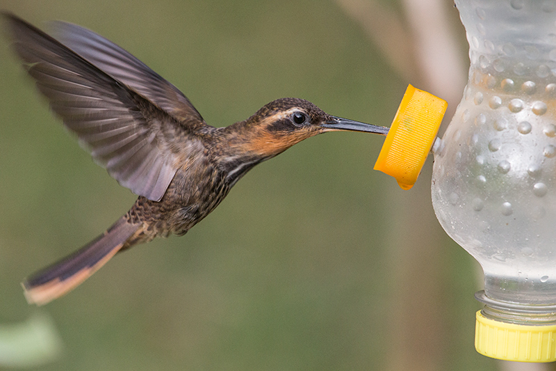 Saw-billed Hermit, Jonas's Feeders, Folha Seca Road, Ubatuba, Brazil