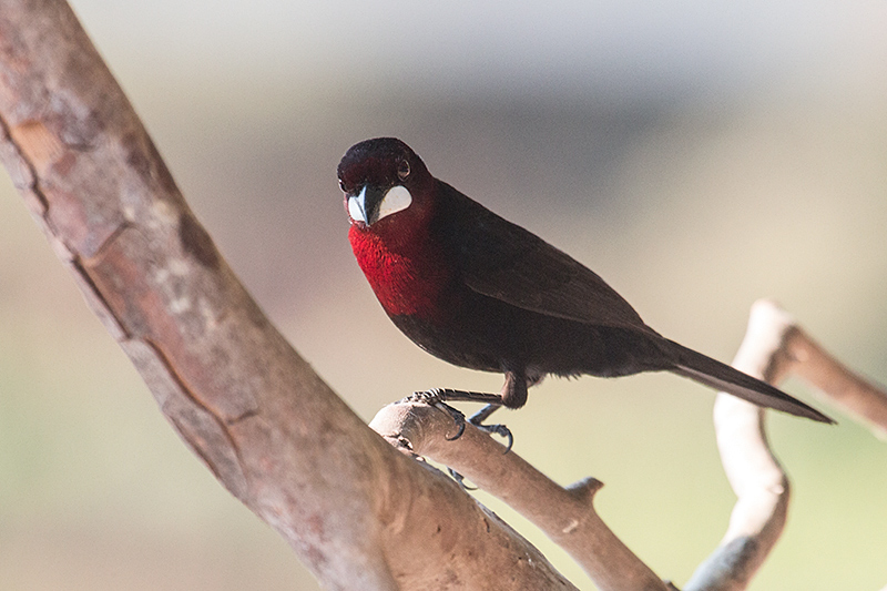 Silver-beaked Tanager, Rest Stop, Transpantaneira Highway, Brazil 