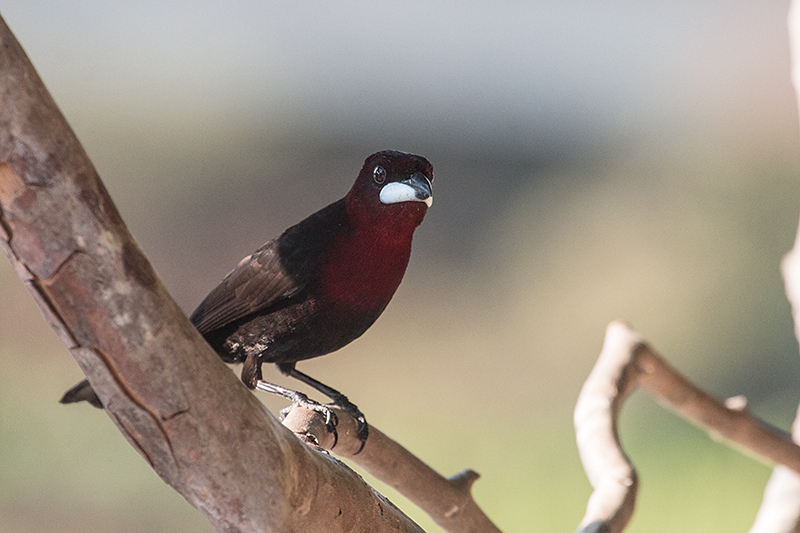 Silver-beaked Tanager, Rest Stop, Transpantaneira Highway, Brazil 