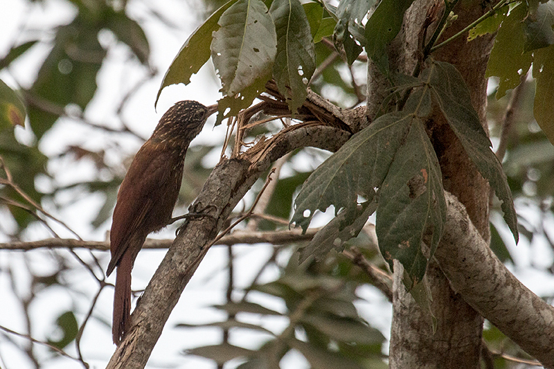 Straight-billed Woodcreeper. Hotel Pantanal Norte, Porto Jofre, Brazil