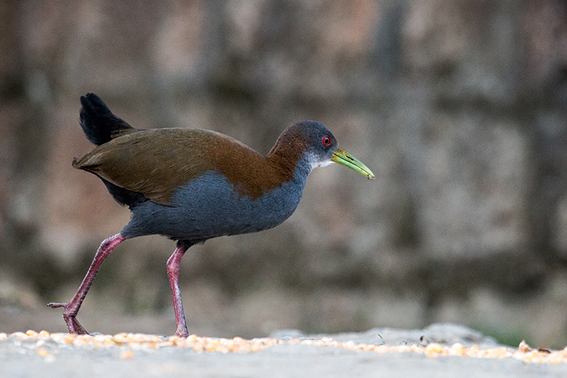 Slaty-breasted Wood-Rail, Hotel do Ype,  Parque Nacional do Itatiaia, Brazil