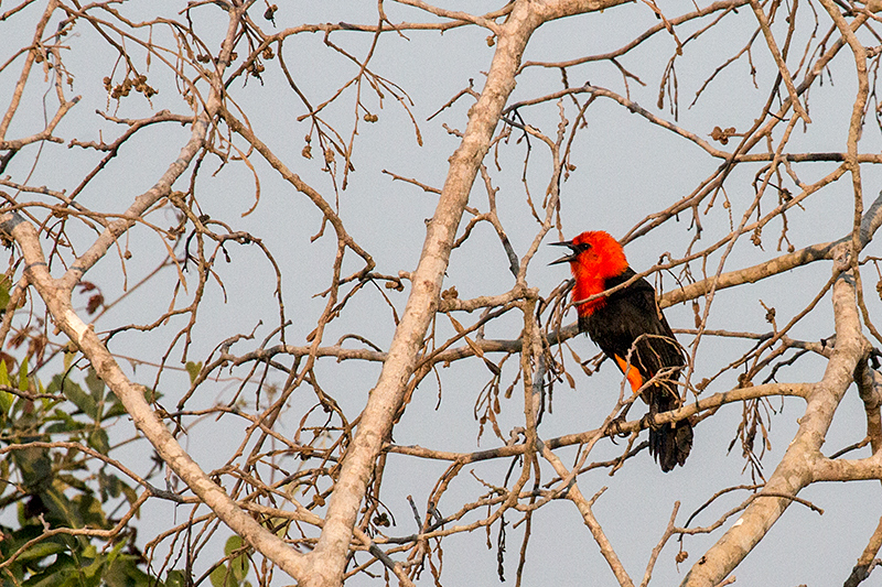 Scarlet-headed Blackbird, Transpantaneira Highway, Brazil 