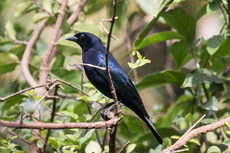 Shiny Cowbird, Jardin de los Picaflores, Puerto Iguaz, Argentina