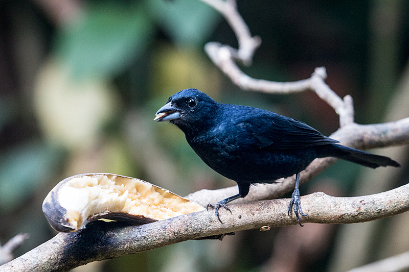 xxxx, Jardin de los Picaflores, Puerto Iguaz, Argentina