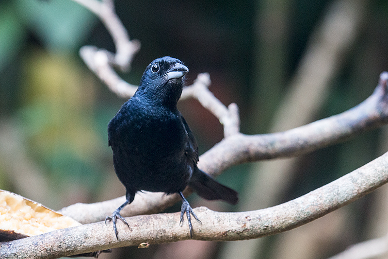 xxxx, Jardin de los Picaflores, Puerto Iguaz, Argentina