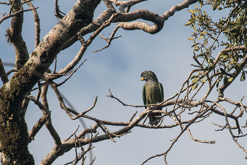 Scaly-headed Parrot, Iguaz National Park, Argentina