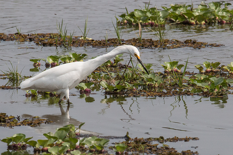 Snowy Egret, Hotel Pantanal Norte, Porto Jofre, Brazil 