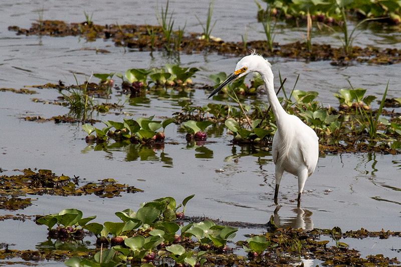 Snowy Egret, Hotel Pantanal Norte, Porto Jofre, Brazil 