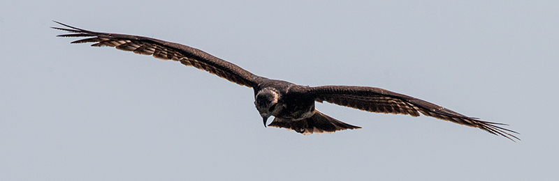 Female Snail Kite, Piuval Lodge, Brazil 