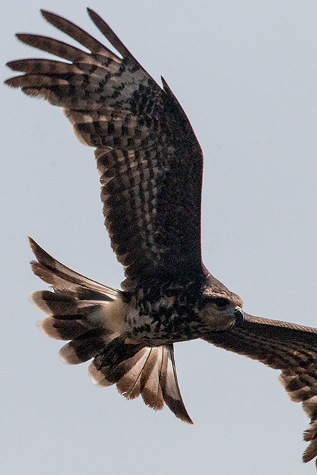 Female Snail Kite, Piuval Lodge, Brazil 