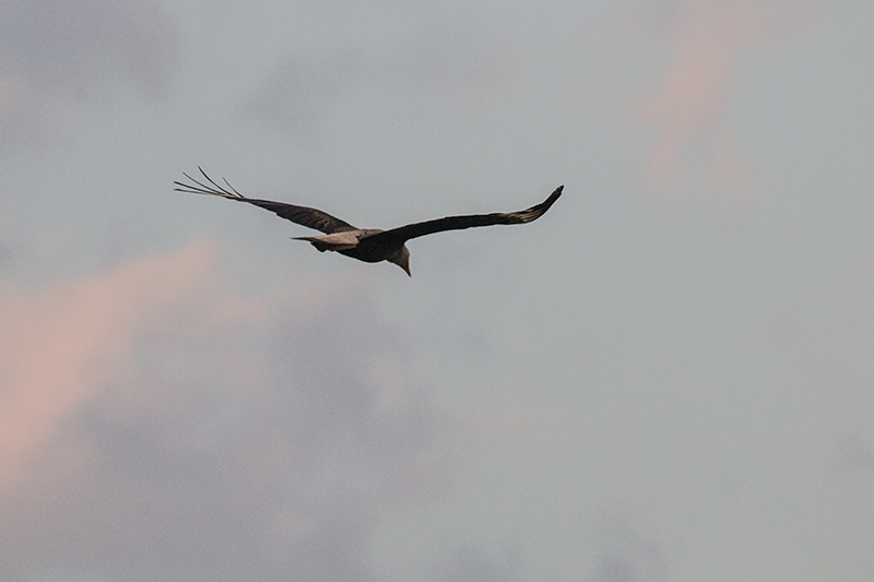 Southern Caracara, Piuval Lodge, Brazil