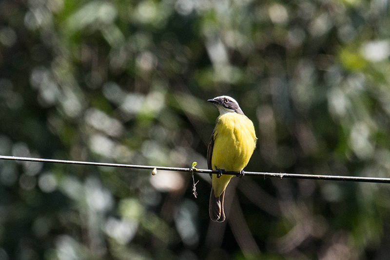 Social Flycatcher, en route Angelim Rainforest to Ubatuba, Brazil 