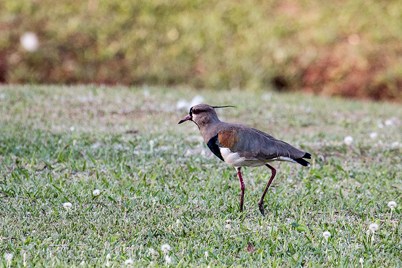 Southern Lapwing, Orquideas Hotel, Puerto Iguaz, Argentina