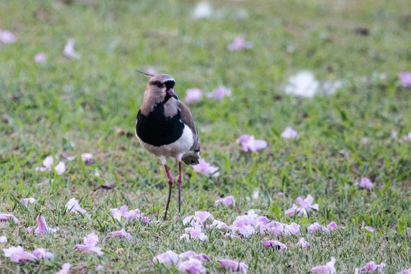 Southern Lapwing, Orquideas Hotel, Puerto Iguaz, Argentina