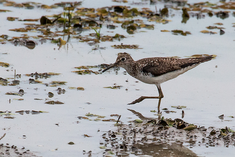 Solitary Sandpiper, Hotel Pantanal Norte, Porto Jofre, Brazil 