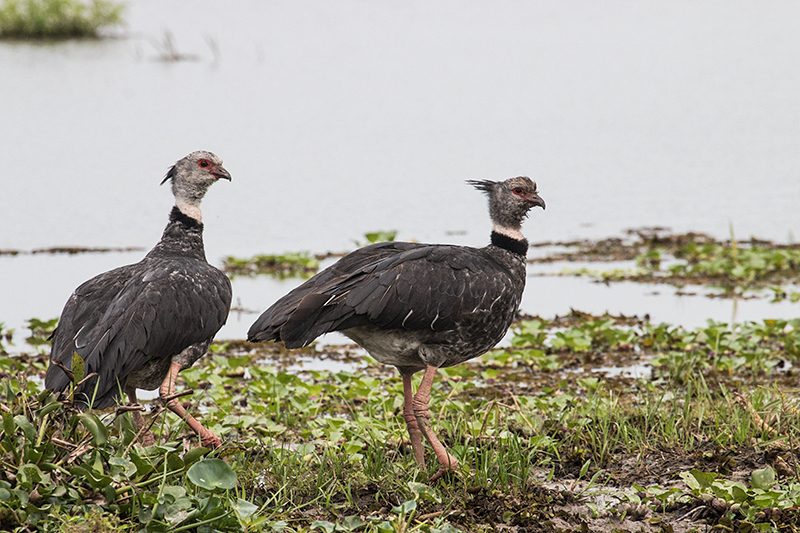 Southern Screamer, Hotel Pantanal Norte, Porto Jofre, Brazil 