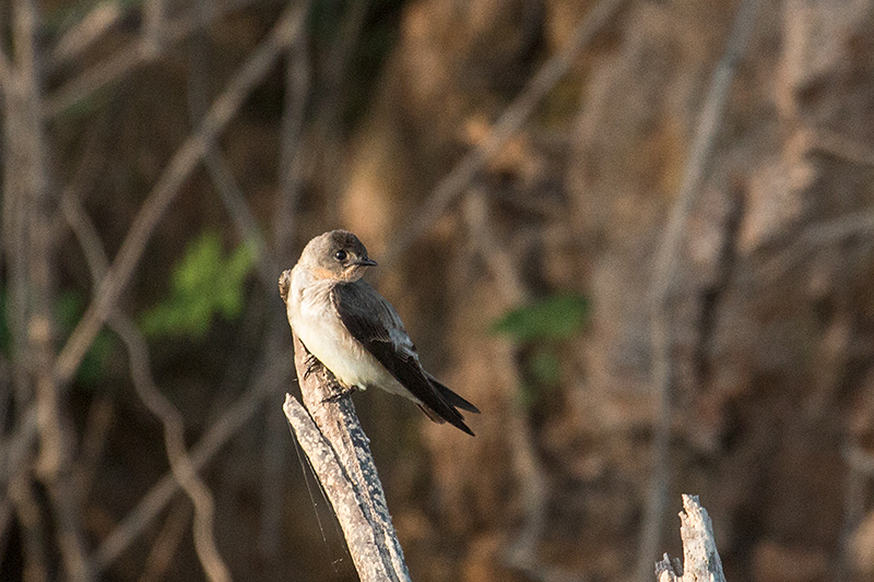 Southern Rough-winged Swallow, Cuiab River, Porto Jofre, Brazil 