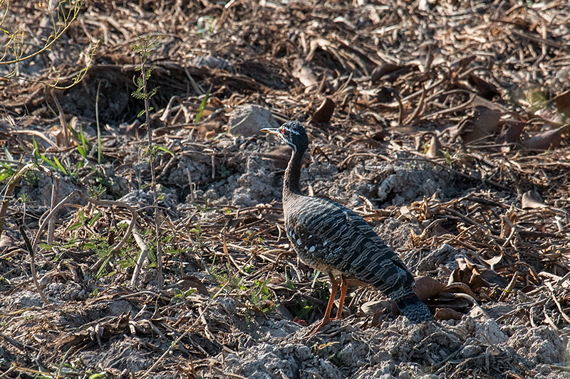 Sunbittern, Transpantaneira Highway, Brazil 