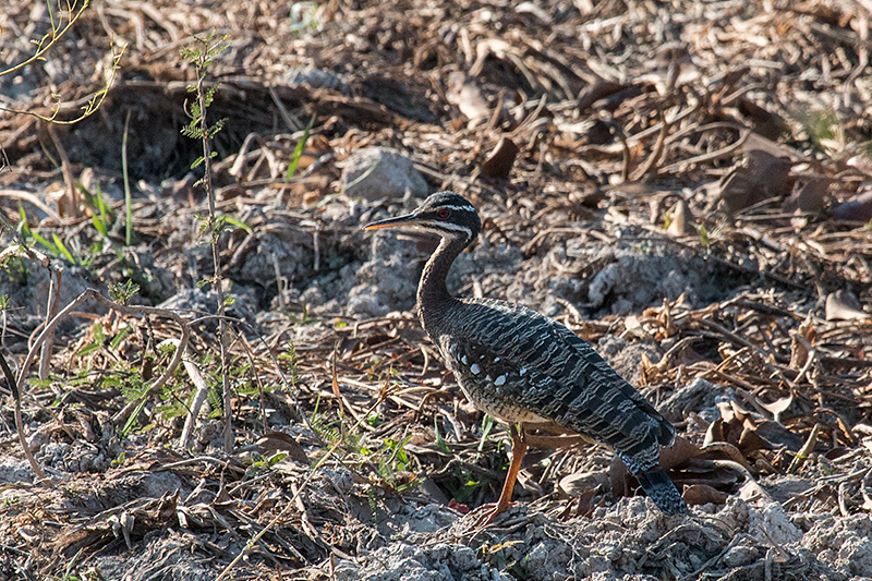 Sunbittern, Transpantaneira Highway, Brazil 