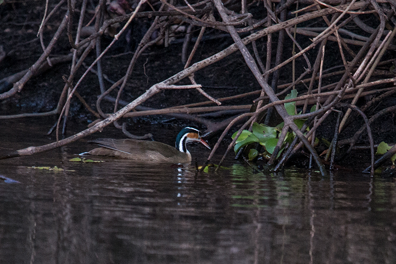 Sungrebe, Pixiam River, Brazil 