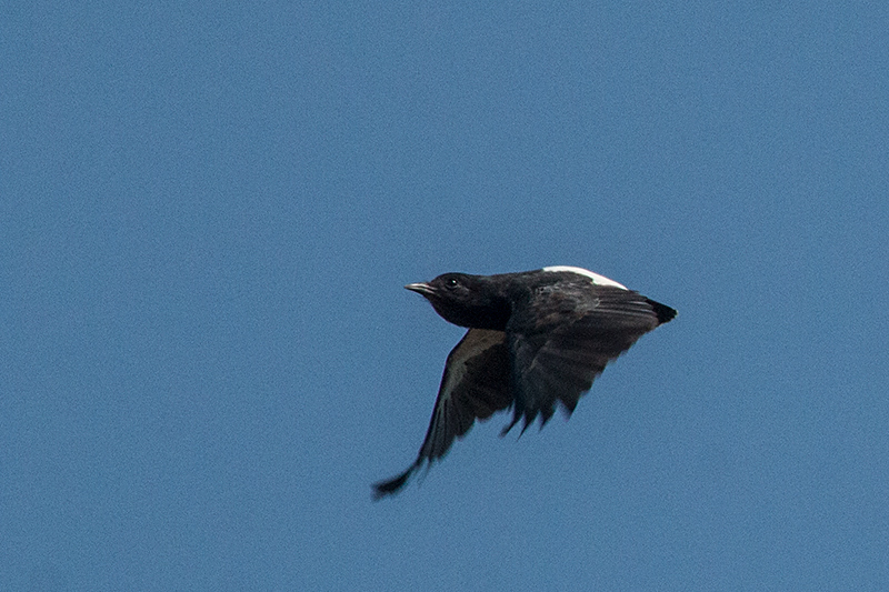 Swallow-winged Puffbird, Pousada Jardim da Amazonia, Brazil