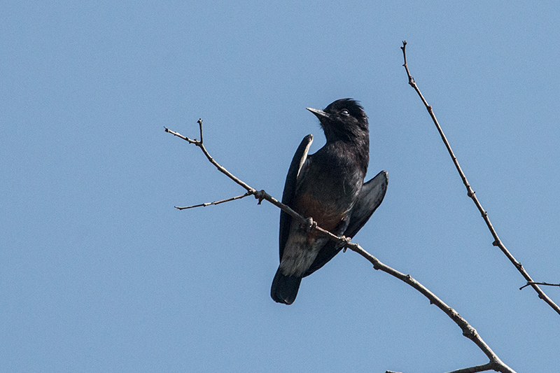 Swallow-winged Puffbird, Pousada Jardim da Amazonia, Brazil