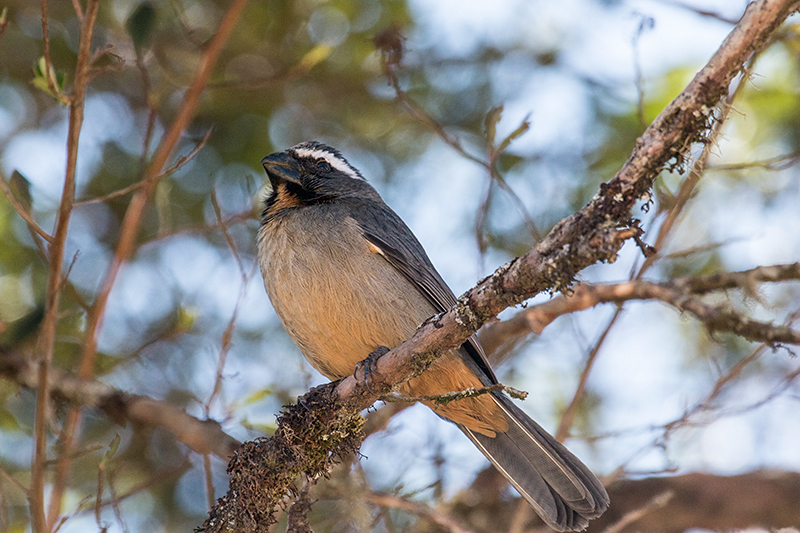 Thick-billed Saltator, Agulhas Negras Road,  Parque Nacional do Itatiaia, Brazil