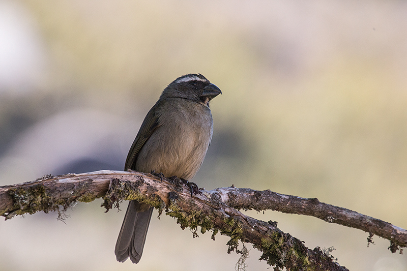 Thick-billed Saltator, Agulhas Negras Road,  Parque Nacional do Itatiaia, Brazil