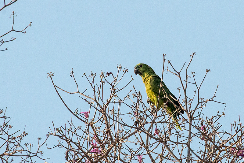 Turquoise-fronted Parrot (Blue-fronted Parrot), Piuval Lodge, Brazil 