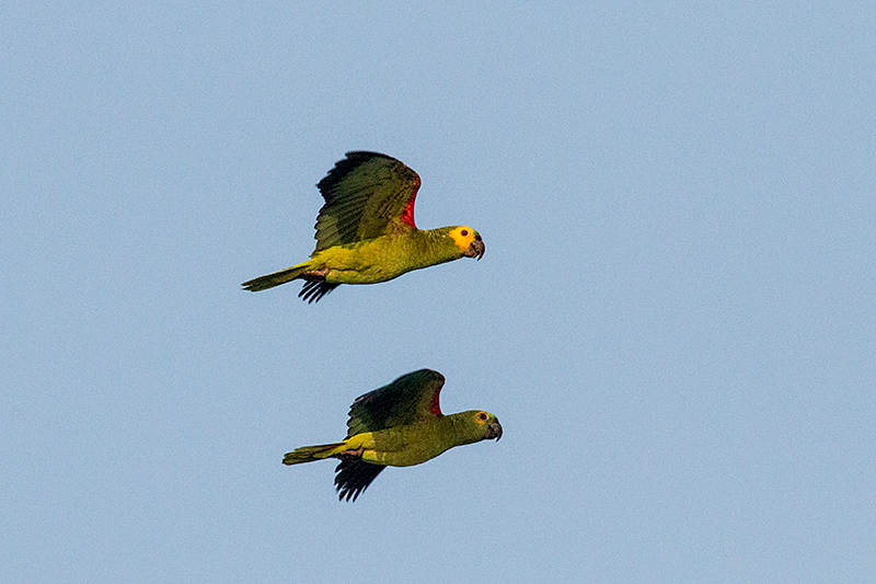 Turquoise-fronted Parrot (Blue-fronted Parrot), Cuiab River, Porto Jofre, Brazil