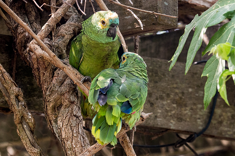 Turquoise-fronted Parrot (Blue-fronted Parrot), Hotel Pantanal Norte, Porto Jofre, Braz