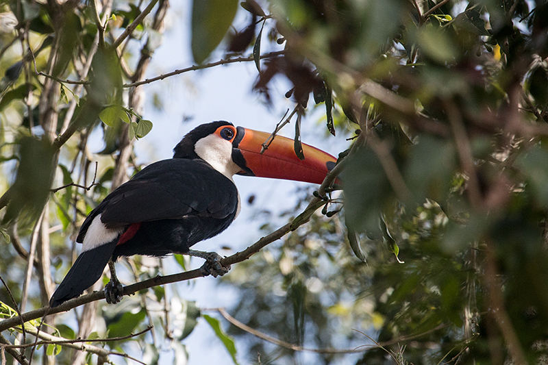 Toco Toucan, Iguaz National Park, Argentina