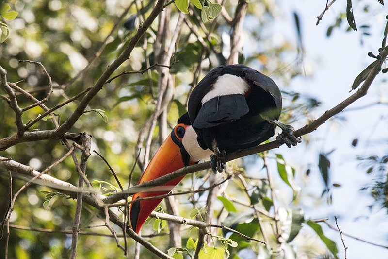 Toco Toucan, Iguaz National Park, Argentina