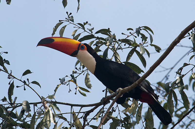 Toco Toucan, Iguaz National Park, Argentina