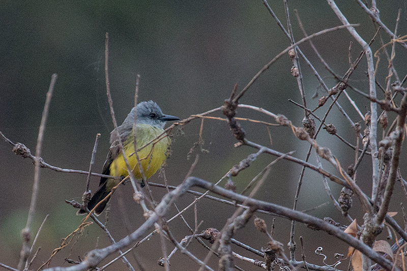 Tropical Kingbird, Pantanal Mato Grosso Lodge, Brazil