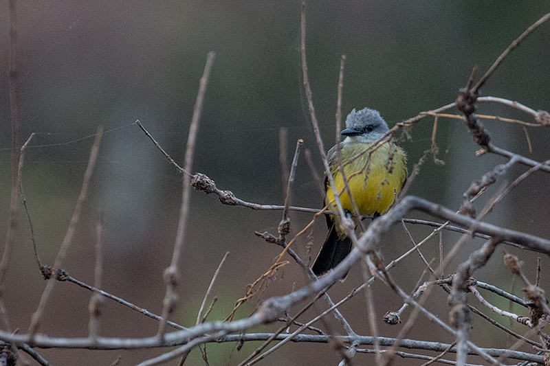 Tropical Kingbird, Pantanal Mato Grosso Lodge, Brazil