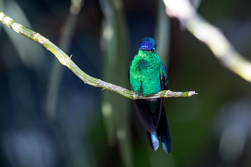 Violet-capped Woodnymph, Jardin de los Picaflores, Puerto Iguaz, Argentina